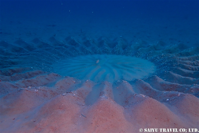 アマミノホシゾラフグ　奄美大島ダイビング　Torquigener albomaculosus　white-spotted pufferfish　mystery circle ミステリーサクル Dive in Amami-osihma (22)