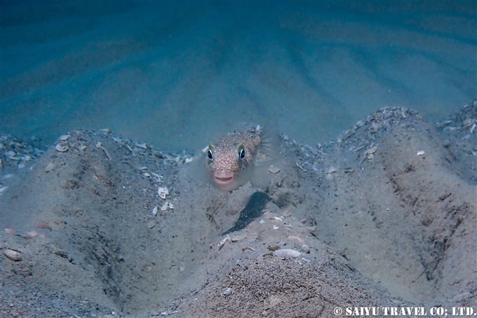 アマミノホシゾラフグ　奄美大島ダイビング　Torquigener albomaculosus　white-spotted pufferfish　mystery circle ミステリーサクル Dive in Amami-osihma (27)