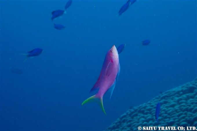 Purple queen　ハナゴイ　奄美大島ダイビング Amami Oshima Scuba Diving (12)