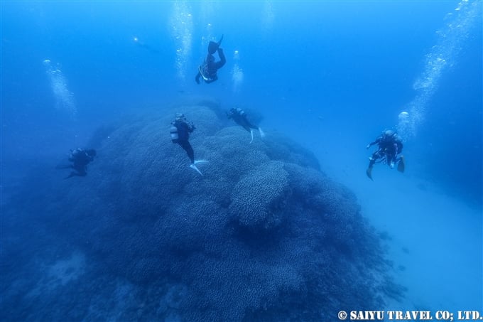 大仏サンゴ　奄美大島ダイビング Amami Oshima Scuba Diving (2)