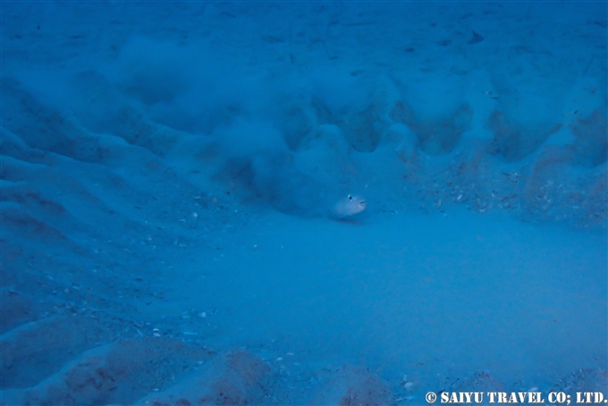 アマミノホシゾラフグ　奄美大島ダイビング　Torquigener albomaculosus　white-spotted pufferfish　mystery circle ミステリーサクル Dive in Amami-osihma (8)