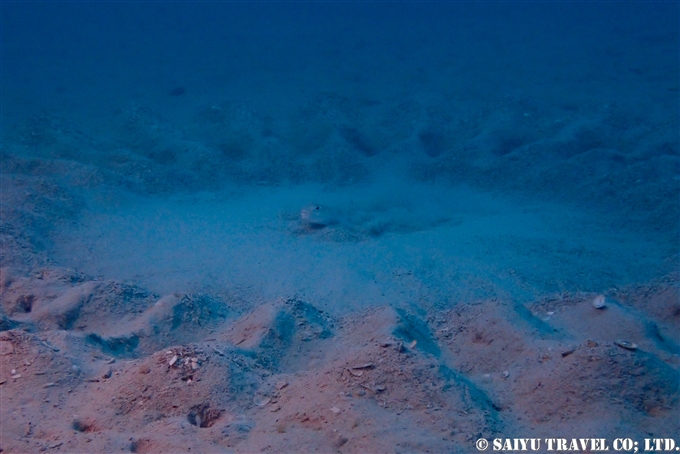 アマミノホシゾラフグ　奄美大島ダイビング　Torquigener albomaculosus　white-spotted pufferfish　mystery circle ミステリーサクル Dive in Amami-osihma (36)