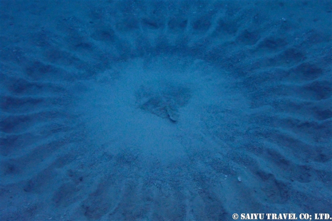 アマミノホシゾラフグ　奄美大島ダイビング　Torquigener albomaculosus　white-spotted pufferfish　mystery circle ミステリーサクル Dive in Amami-osihma (37)