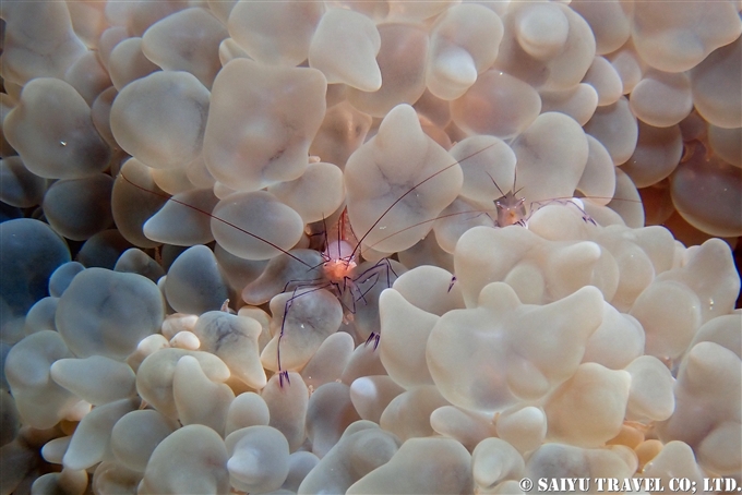 Bubble Coral Shrimp 奄美大島ダイビング Amami Oshima Scuba Diving (13)
