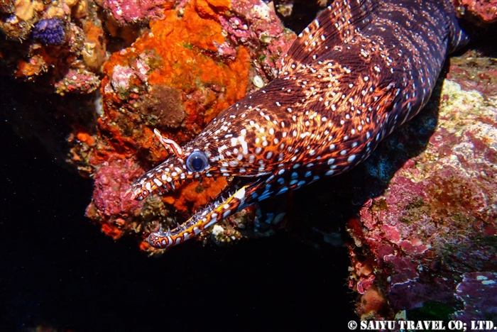 トラウツボ Doragon Moray 伊豆大島 Izu-oshima