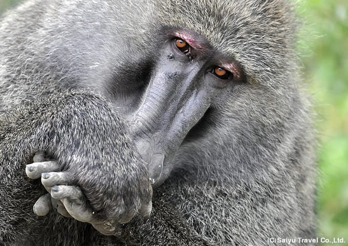 ヒヒの仲間バブーン（ナクル湖国立公園にて）