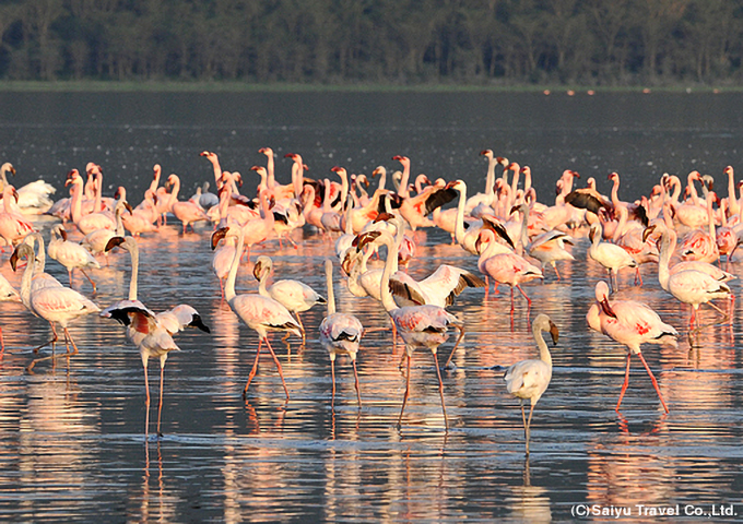 湖面をピンク色に染めるフラミンゴの群れ（ナクル湖国立公園にて）