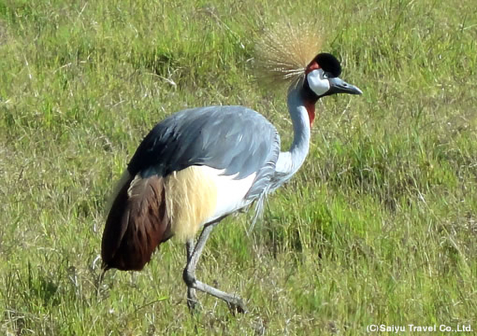 カンムリヅル（ンゴロンゴロ自然保護区にて）