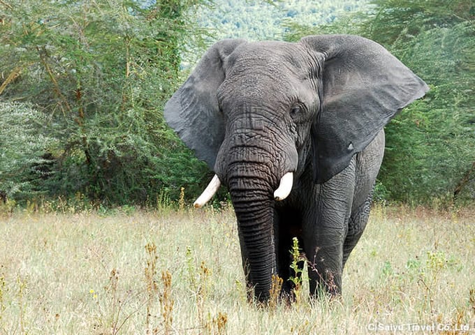 アフリカ・ゾウ（ンゴロンゴロ自然保護区にて）