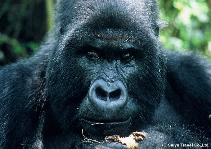 ゴリラ・サンクチュアリを訪ね、野性のマウンテンゴリラを観察