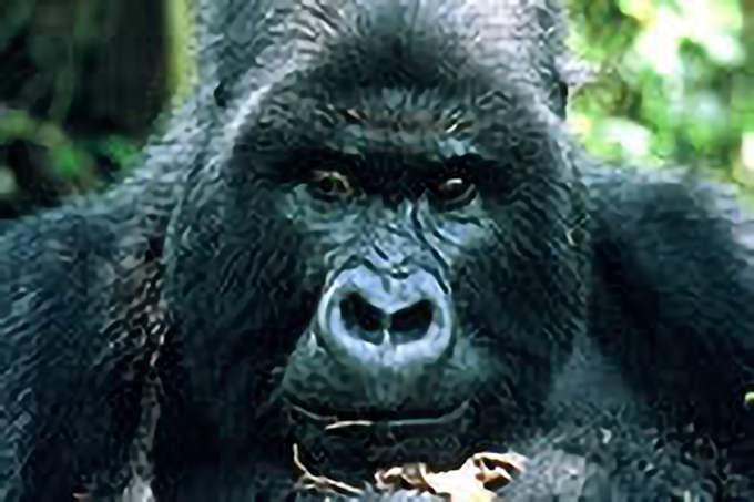 チンパンジー＆ゴリラトレッキング アフリカの真珠・ウガンダ大満喫8日間