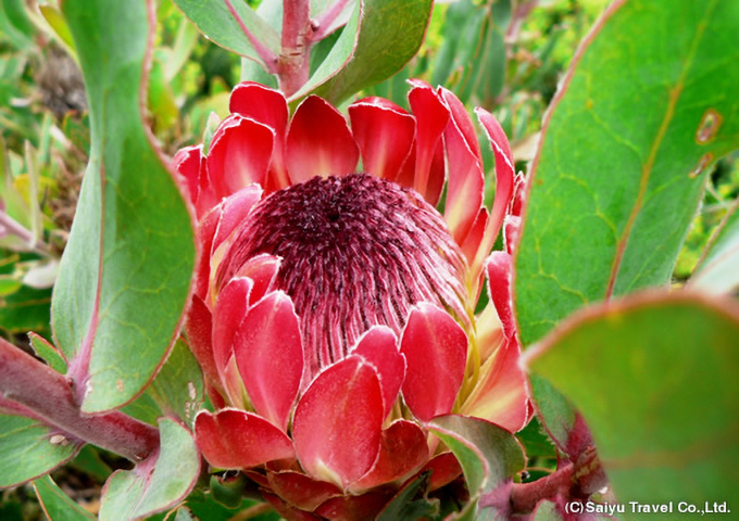 テーブルマウンテンで季節の花を楽しむ