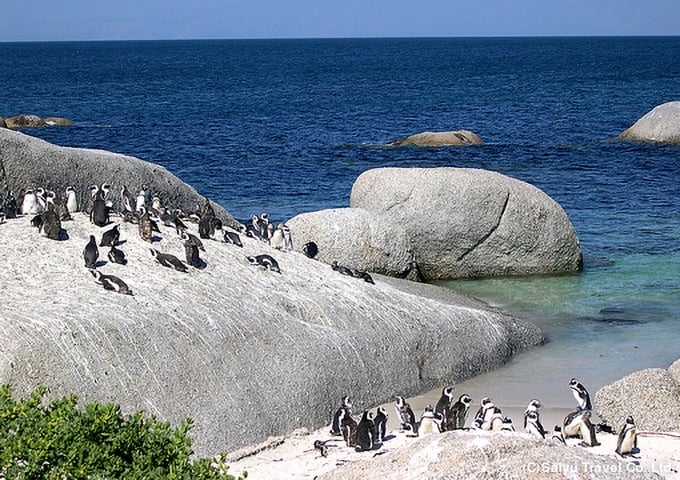 ケープペンギンの営巣地ボルダーズ・ビーチ