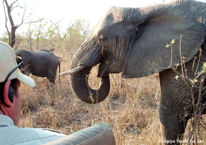 ゲームドライブで野生のゾウを観察（クールガー私営動物保護区にて）