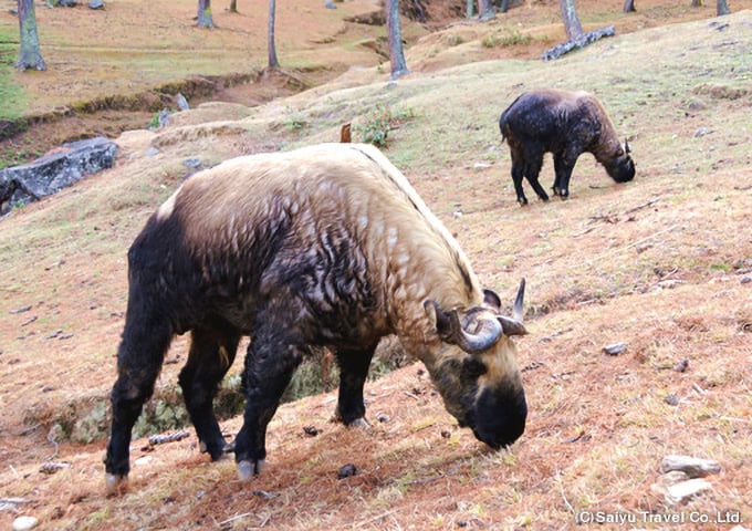 ブータンの国獣ターキン保護区