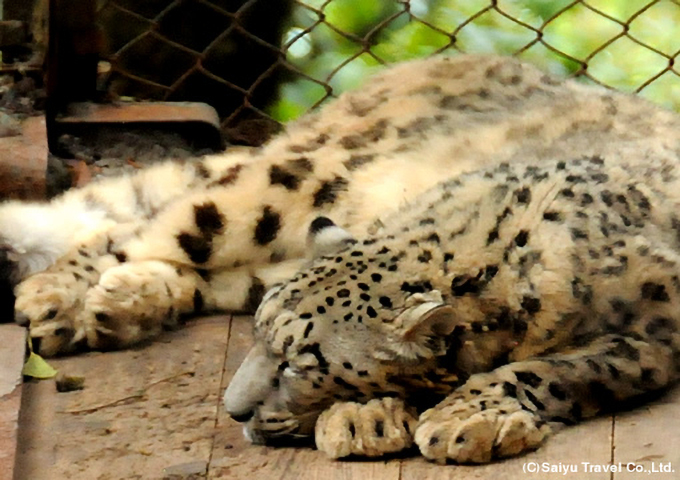 ユキヒョウ（ヒマラヤ動物園にて）