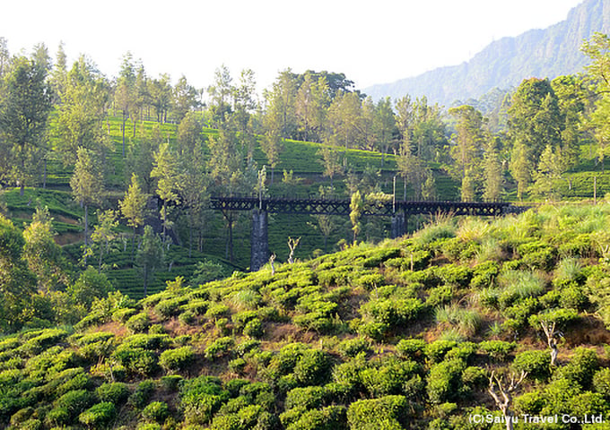 高原列車の車窓に広がる美しい茶畑と陸橋