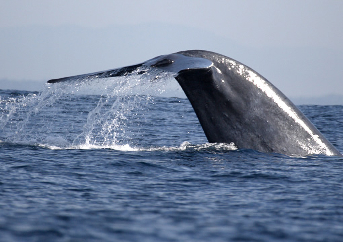 シロナガスクジラとの遭遇率90％の海洋サファリを満喫（ミリッサ）