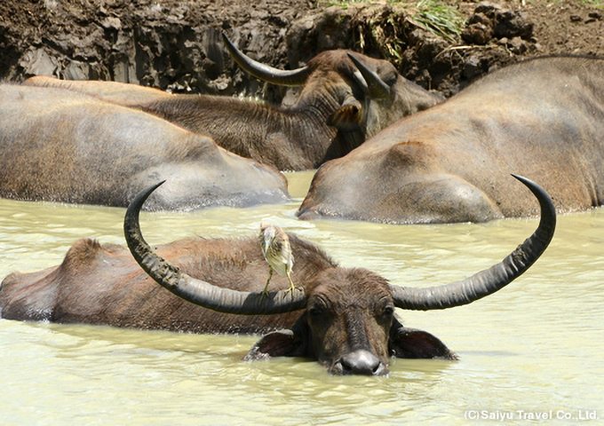 水の中から顔を出した水牛とインドアカガシラサギ（ヤーラ国立公園）