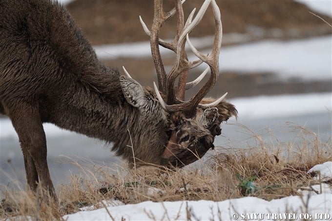 A Hokkaido Sika Deer Carrying the Head of Another Deer (Entangled Antlers) in Notsuke Peninsula