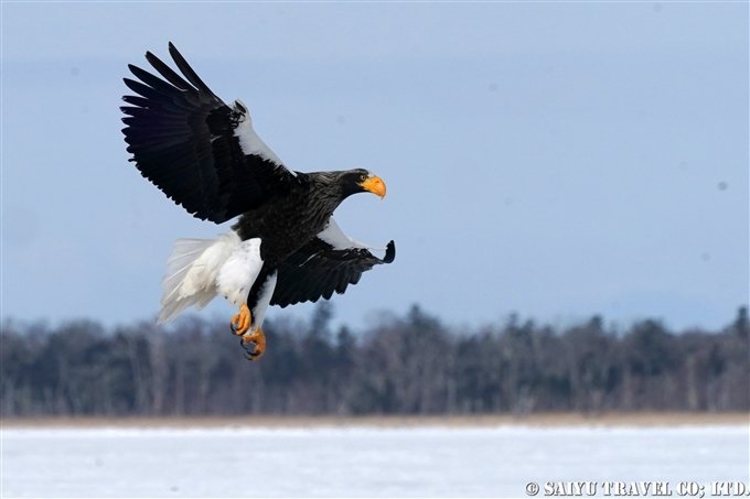 Icy Lake Furen: Steller’s Sea Eagle and White-Tailed Eagle  (Lake Furen, Hokkaido)