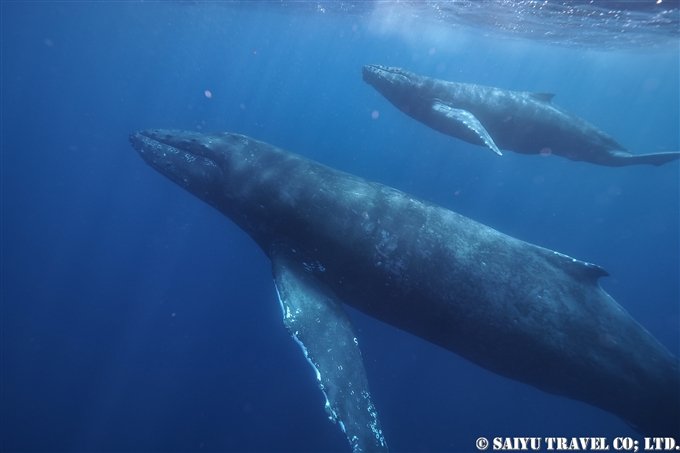 Mother and Calf Humpback Whales (Amami Oshima)