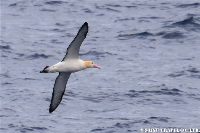 The Largest Breeding Ground for the Short-Tailed Albatross: Tori-shima Cruise