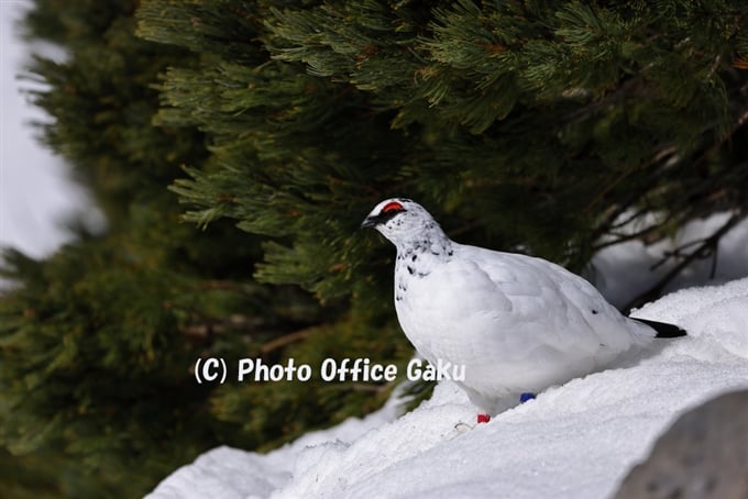 Rock Ptarmigan