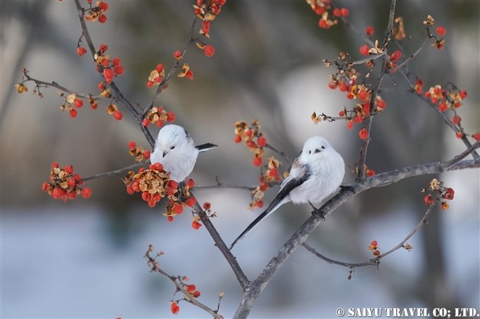 Long-tailed Tit : Winter Photography Tour (Nemuro, Hokkaido）