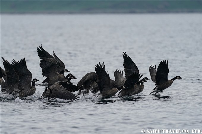 Cackling Geese Wintering in Japan’s Kuril Islands