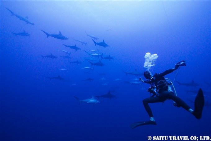 (Video) Hammerhead Sharks of the Yonaguni Island