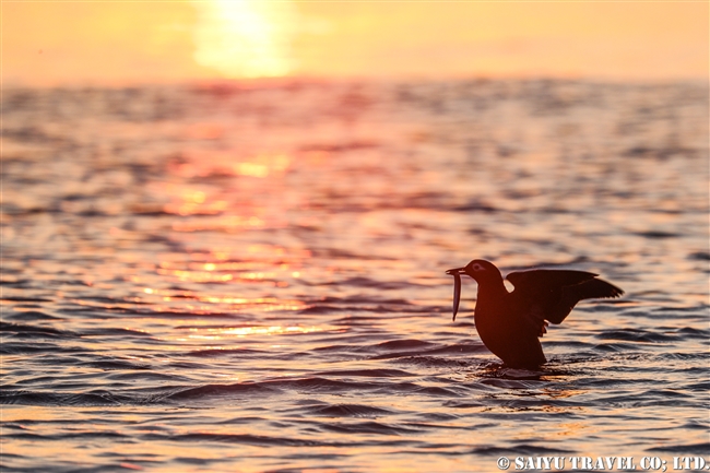 Ocean Sunset at Terui Island, with the Spectacled Guillemot and Rhinoceros Auklet