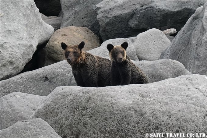 Beyond Cape Shiretoko: Mother and cub brown bears of Shiretoko Peninsula