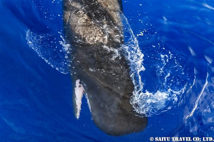A Sperm Whale Calf Approached The Ship! (Ogasawara Islands)