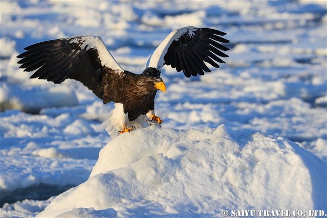 Steller’s Sea Eagle On The Drift Ice（Rausu, Shiretoko Peninsula）
