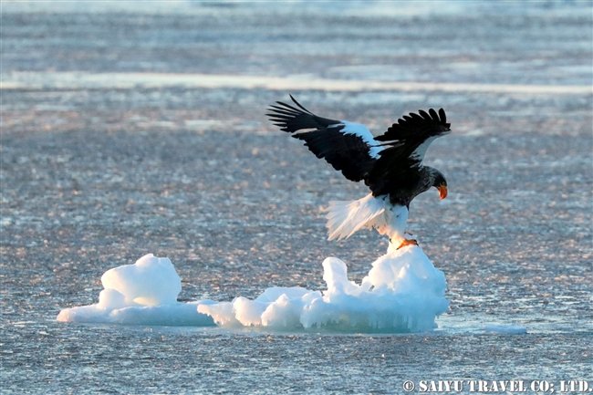 Winter in Eastern Hokkaido, Rausu. Drift Ice Cruise and the Steller’s Sea Eagle