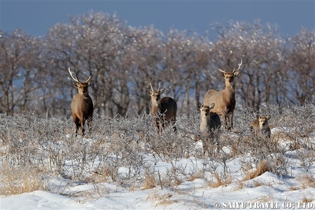 Winter On The Notsuke Peninsula, The Freezing Rain and Ezo Sika Deer