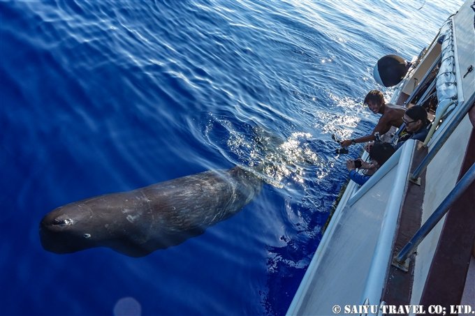 （Video） A Baby Sperm Whale Came to Play With Us! (Ogasawara)