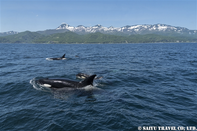 Rausu : Where the Killer Whales Gather