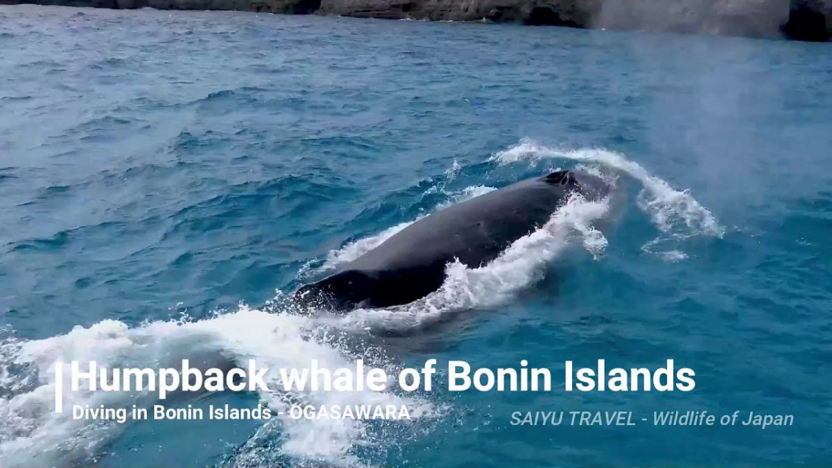At the Ogasawara Islands, During Humpback Whale Season