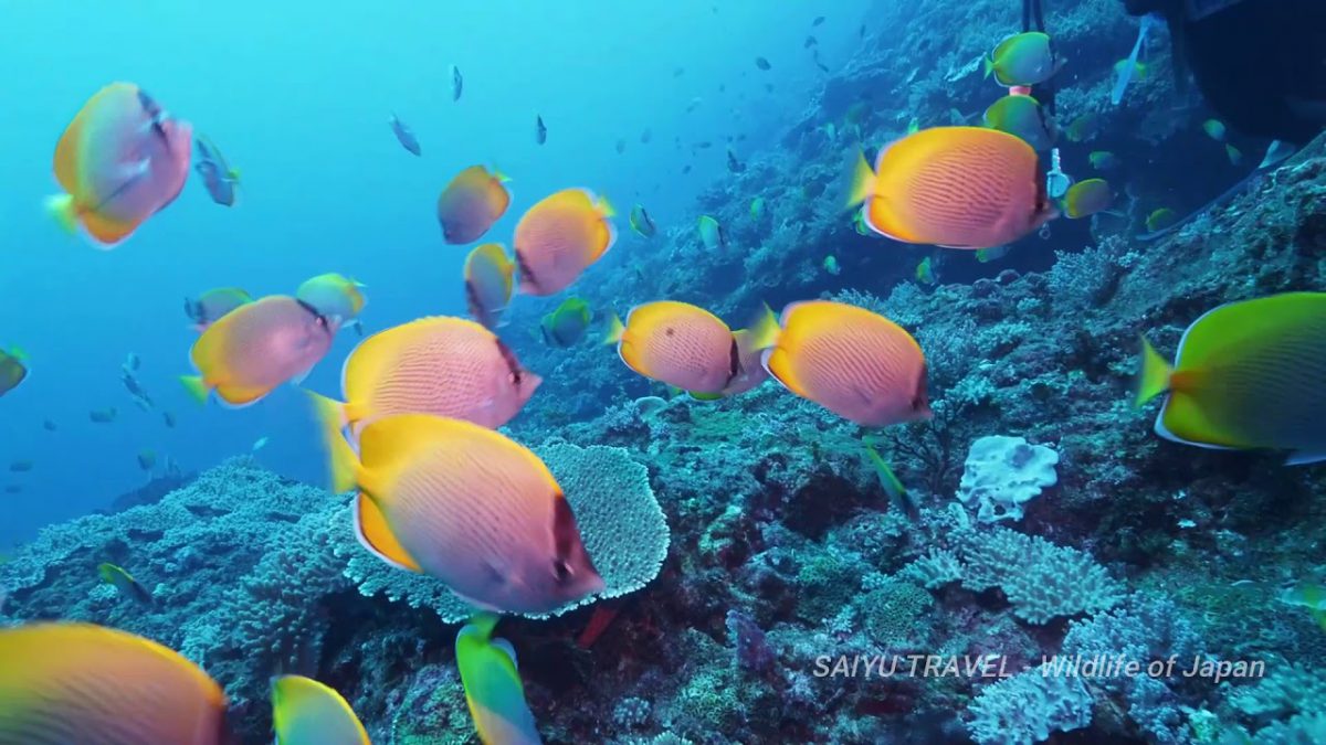 Scuba diving in Bonin Islands (OGASAWARA)