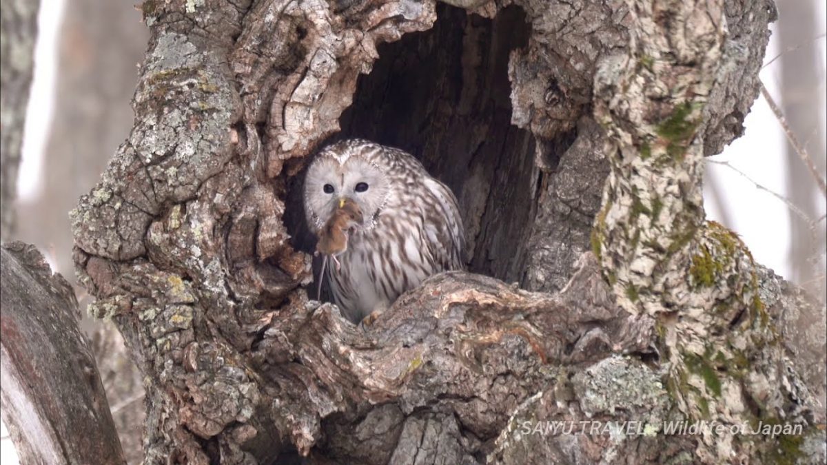 Hokkaido’s Ural Owl Feeding on a Large Field Mouse