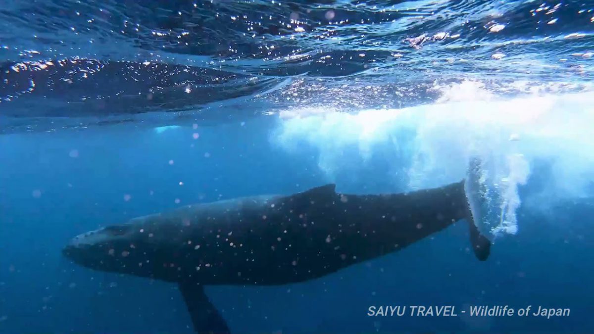 （Video） Humpback Whale Watching & Swim in Amami Oshima