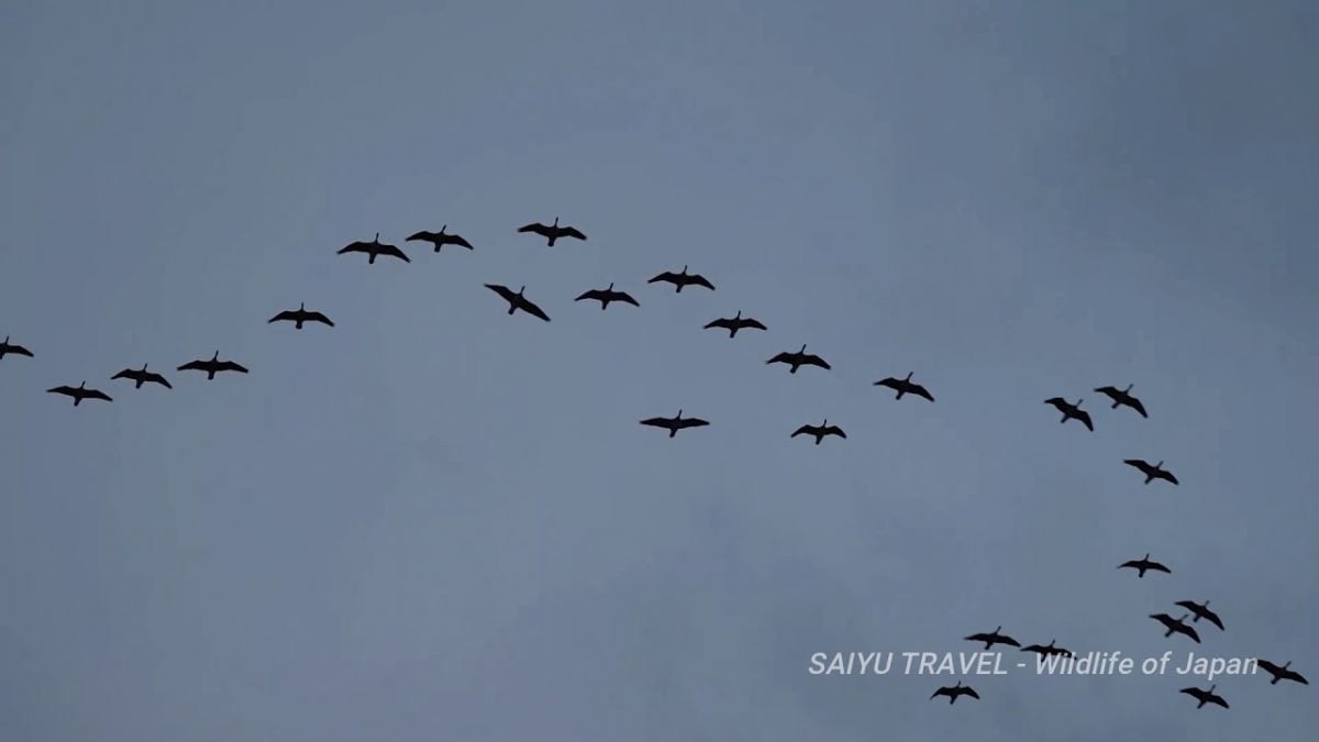 （Video）Geese Going to Roost at Dusk (Kabukuri-numa Wetlands)