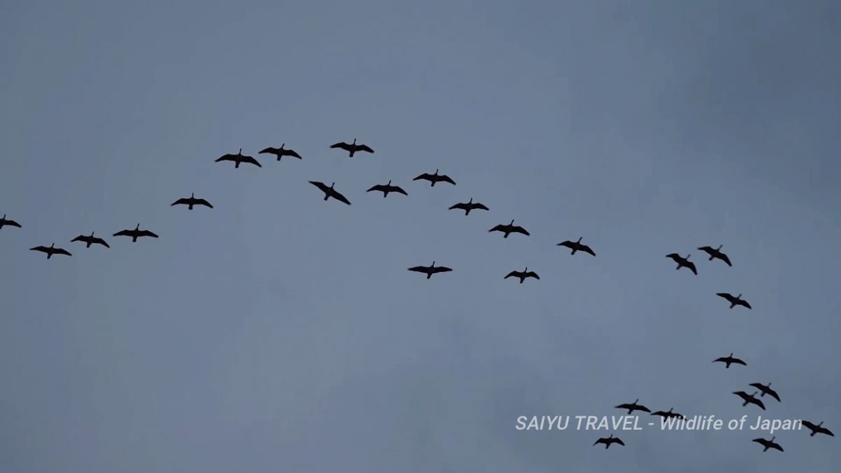 （Video）Geese Going to Roost at Dusk (Kabukuri-numa Wetlands)