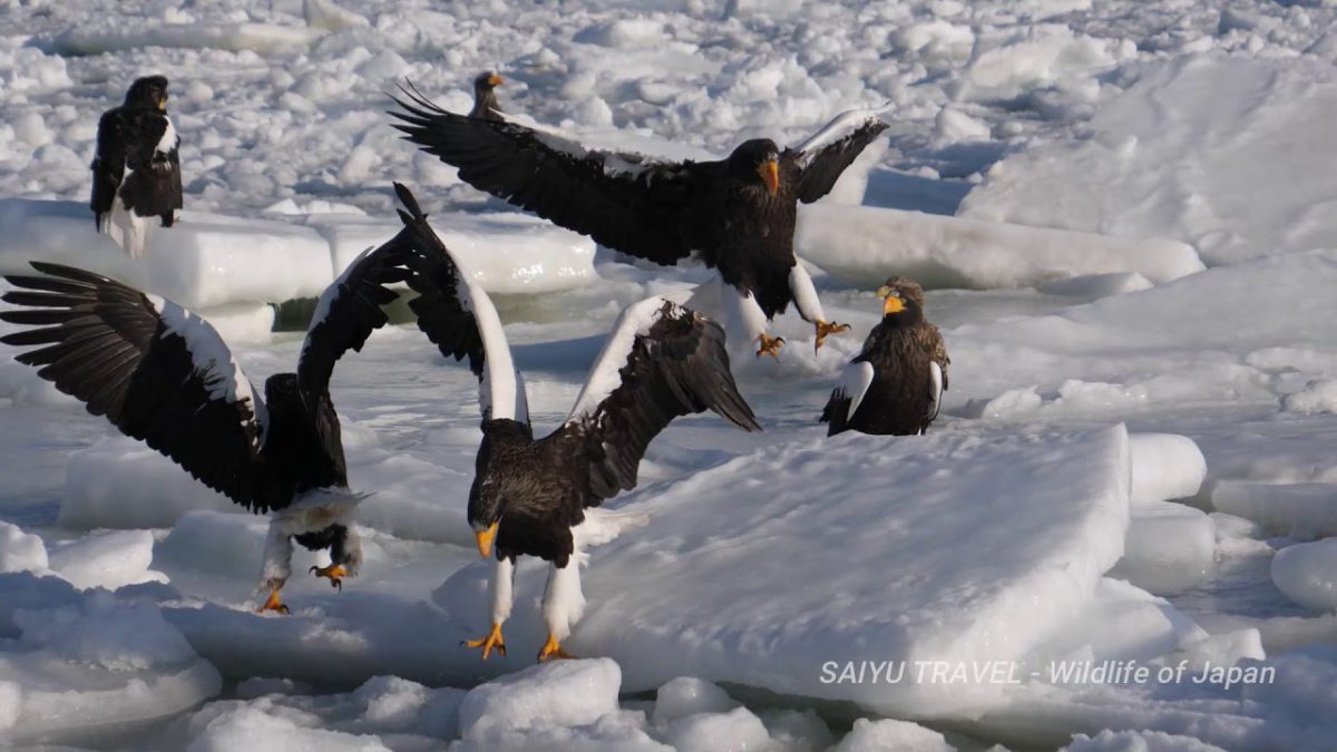 Rausu’s Drift Ice Cruise and the Drift Ice in the Port of Rausu・The Steller’s Sea Eagle and White-tailed Eagle