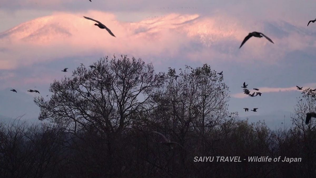 （Video）The First Flight of Dawn with the Geese in Kabukuri Wetlands