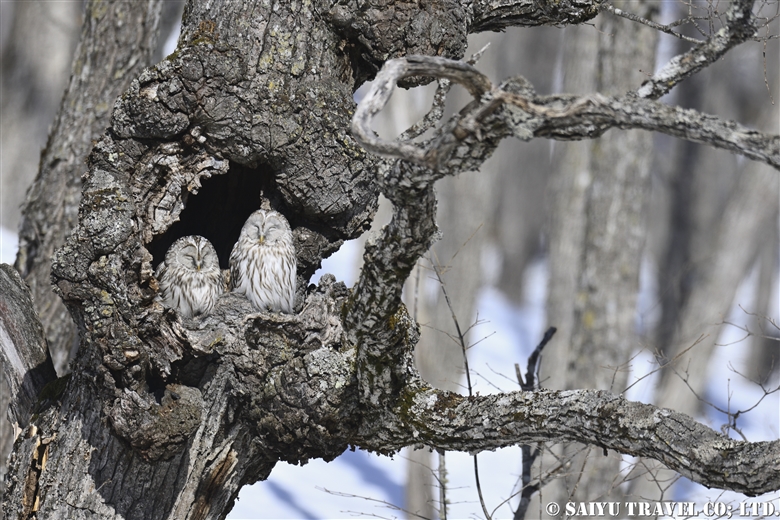 Winter in Hokkaido：The Season of Love for the Ural Owl