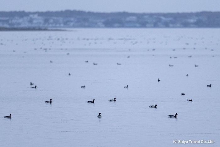 Experiencing Autumn From the Notsuke Peninsula to Tokachi Plain:  Seeing Flocks of Snow Geese, Brandt, and Pika (Part 1)