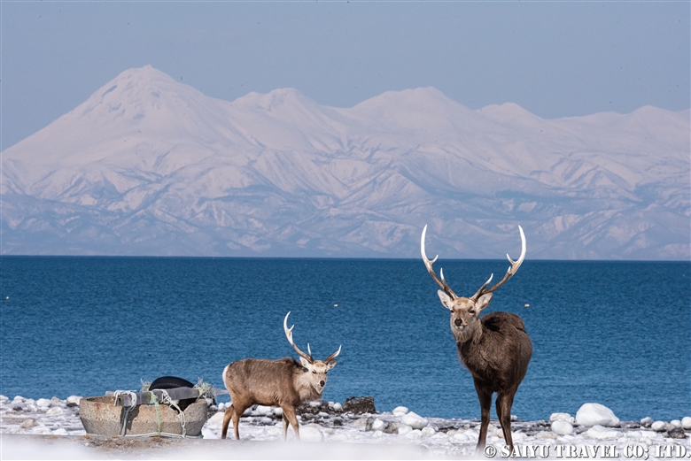 Ezo Sika Deer of the Notsuke Peninsula in Winter